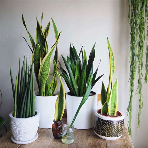 Snake Plant Propagation Methods – HOUSEPLANTHOUSE