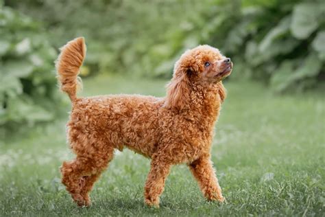 Red Poodle: Info, Facts, Appearance & Genetics (With Pictures)