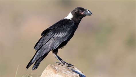 Fun White-necked Raven Facts For Kids | Kidadl