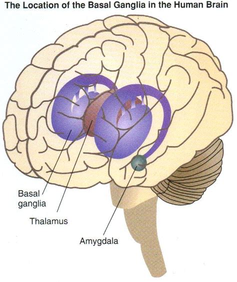 Thalamus-Depression / Basal Ganglia-Anxiety