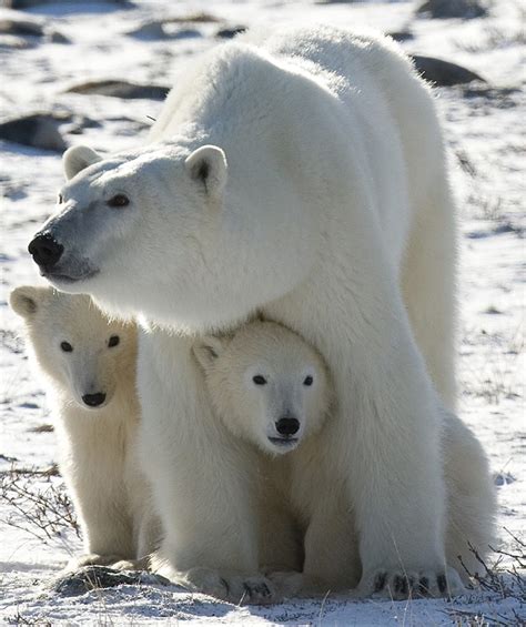 Are Polar Bears Really Endangered? | Nature @ WSU