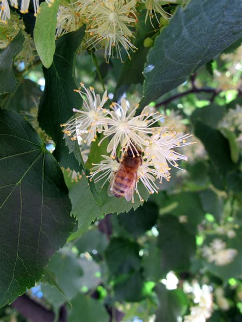 Fragrant Flowers: American Basswood? Tree (Tilia) - ajoann.com