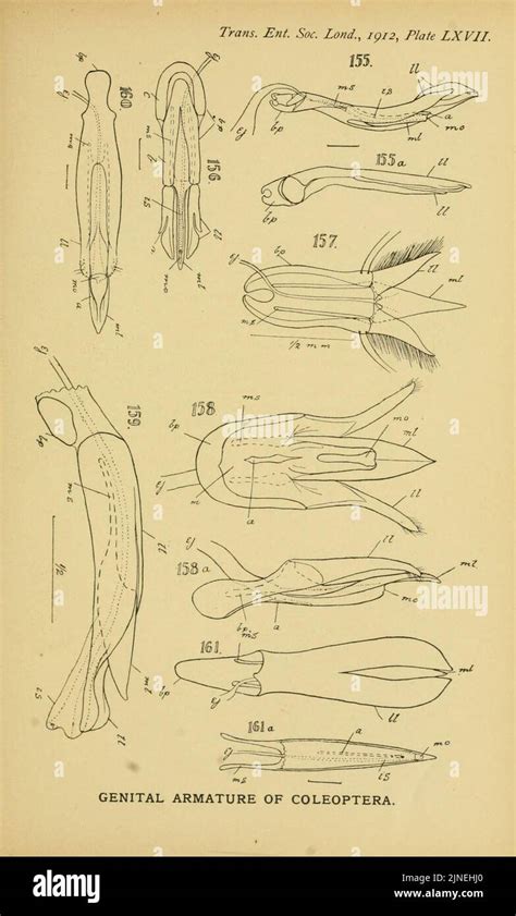 The comparative anatomy of the male genital tube in Coleoptera Stock ...