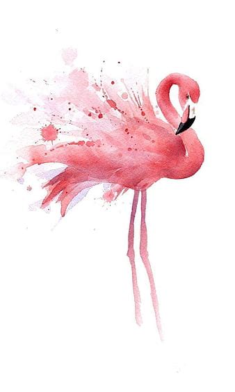 HD flamingo wallpapers | Peakpx