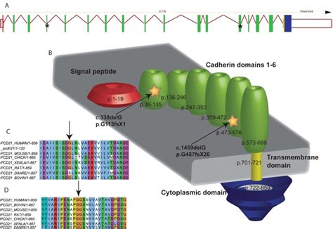 These are illustrations of both the exon structure and a schematic of... | Download Scientific ...