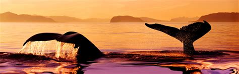 Humpback whale at sunset, Stephens Passage, Alaska, USA wallpaper | other | Wallpaper Better