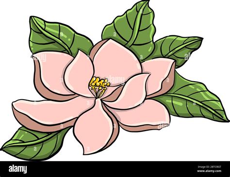 Magnolia flower , illustration, vector on white background Stock Vector ...