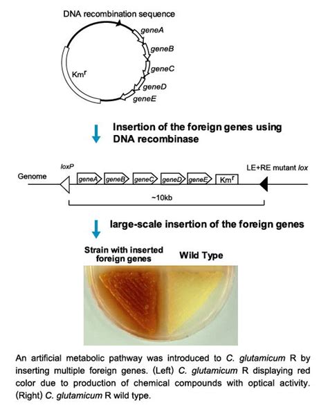 RITE Molecular Microbiology and Biotechnology Group