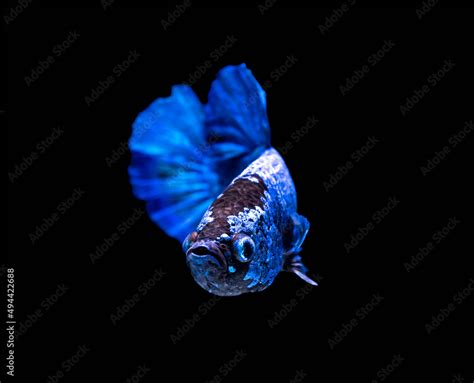 beautiful of siam Betta fish in thailand on black background Stock ...