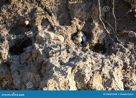 Sand Martin Chicks in Nesting Holes on the Cliffs Stock Photo - Image ...