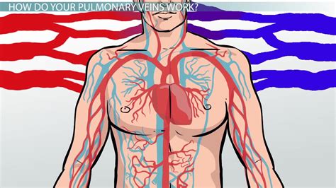 Pulmonary Vein Function | Where is the Pulmonary Vein Located? - Video ...