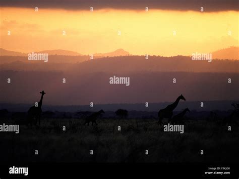 Giraffes Africa Sunset High Resolution Stock Photography and Images - Alamy