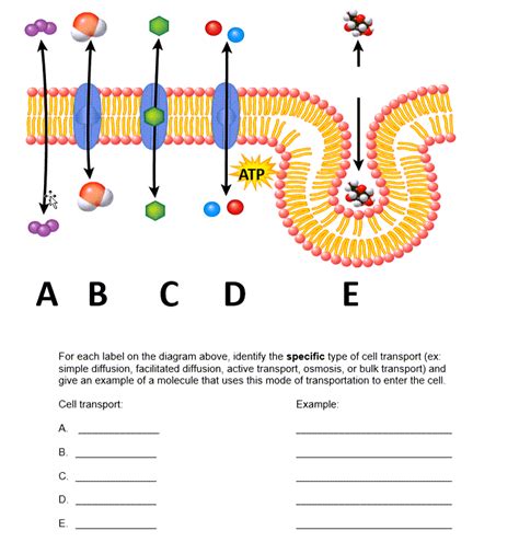 Solved This is Biology, cell transport activity. This all | Chegg.com