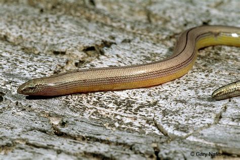 Northern California Legless Lizard - Anniella pulchra