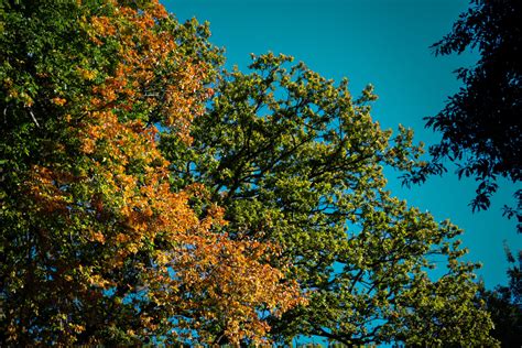 autumn – brucealdridge