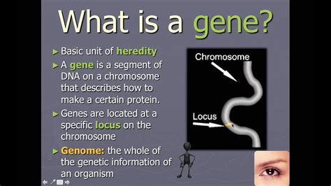 Chromosomes Genes And Alleles Worksheet