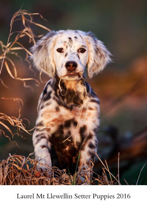 20 dalmatian mixes that ll melt your heart – Artofit