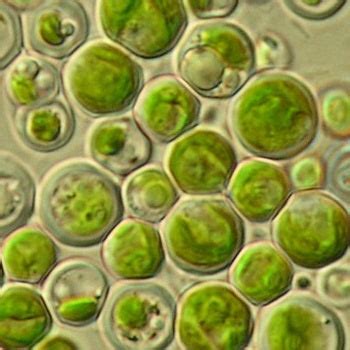 Algae Research Supply: Algae Culture Chlorella vulgaris