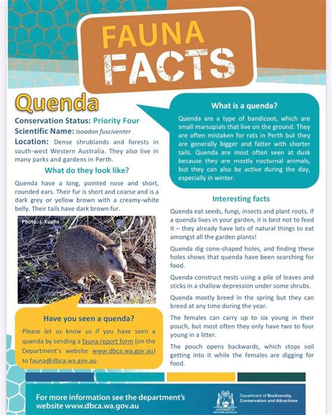 Here’s some QUENDA facts thanks to our... - River Wren Rescue | Facebook