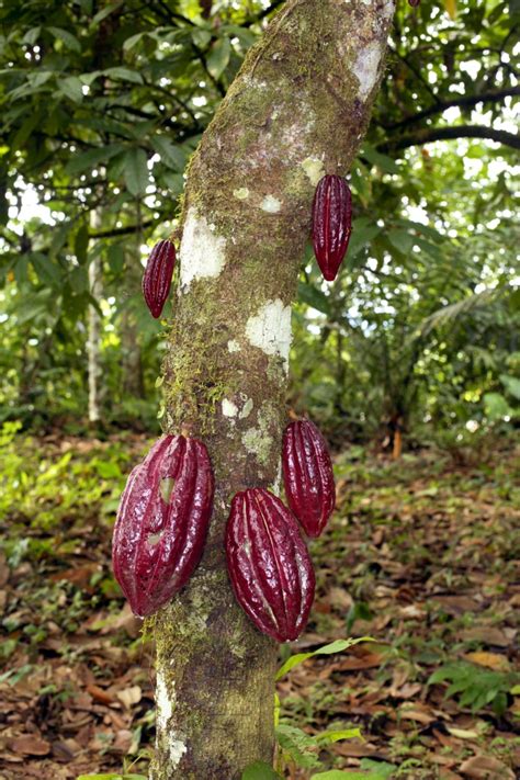 Pin on Cocoa Bean Trees