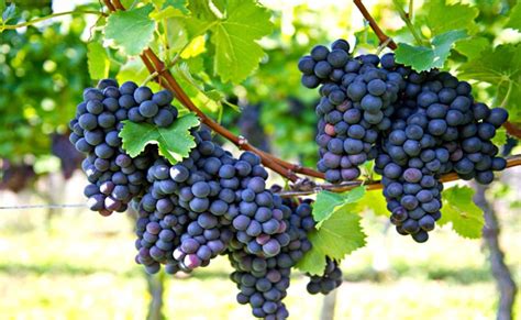 Aliveplant - Nursery For All Tree Lovers - BLACK GRAPES(Air Layered)