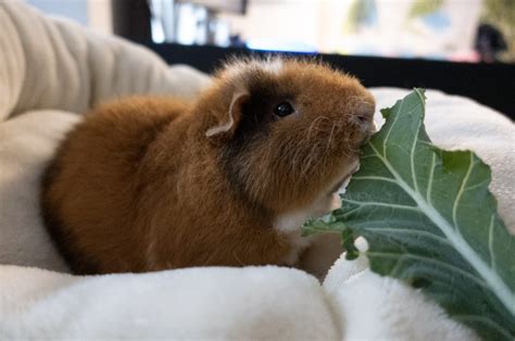 Cute Guinea Pig Names