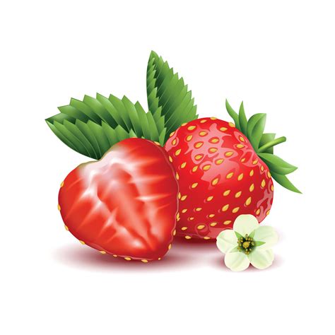 Strawberry Realistic Design Concept 24854075 Vector Art at Vecteezy