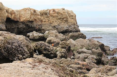 Oregon Coast Tide Pools • Motherhood and More