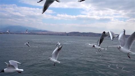 Seagulls Flying The Over Ocean Stock Footage - YouTube