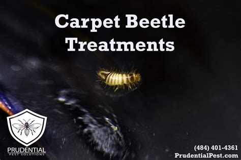 Carpet Beetle Larvae Bed Bugs | Review Home Co