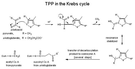 Ketoglutarate dehydrogenase complex