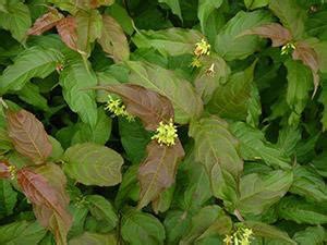 Bush honeysuckle | UMN Extension