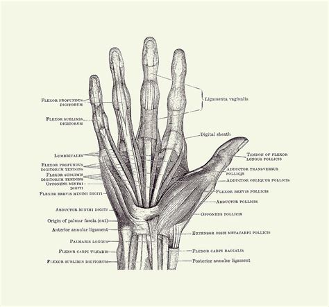 Hand Surface Anatomy Diagram