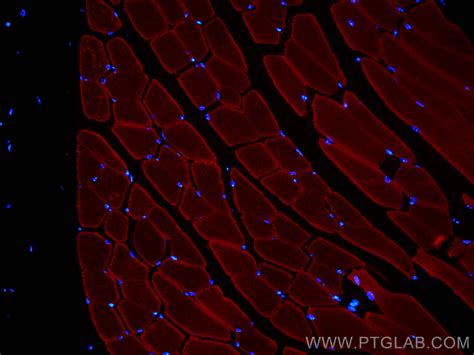 MYH1 antibody (CL594-67299) | Proteintech