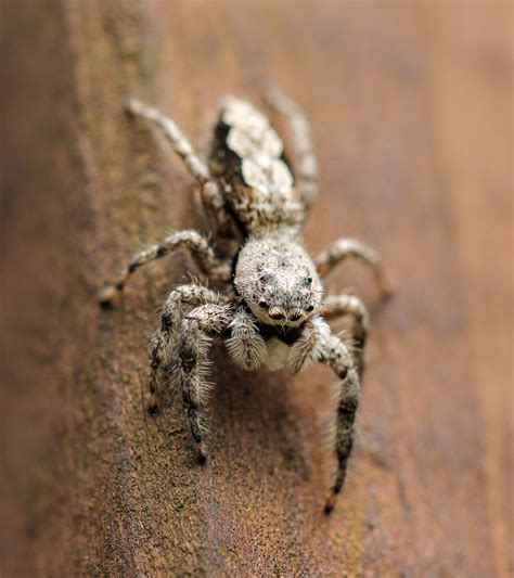 White Jumping Spider [1890X2128][OC] : MacroPorn