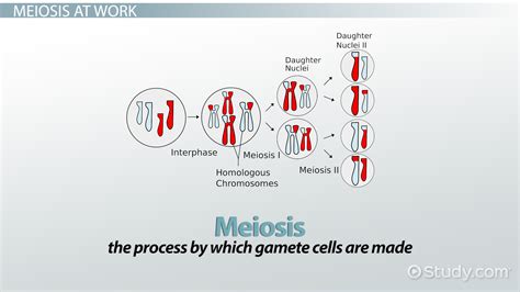 Genetic Crossing Over: Definition & Concept - Video & Lesson Transcript | Study.com