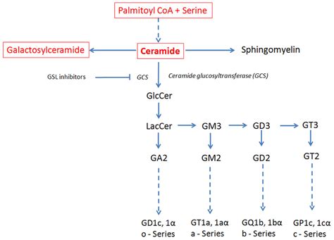 Glycosphingolipids; Asialogangliosides; Sphingoglycolipids