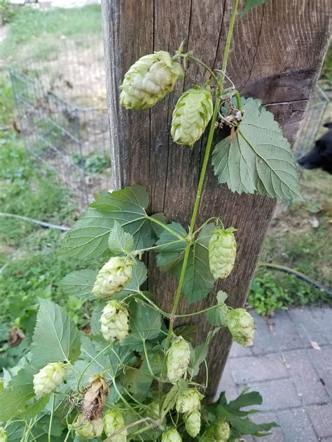 Hop vine with strobiles (hops flowers) | Hops vine, Hop flower, Vines