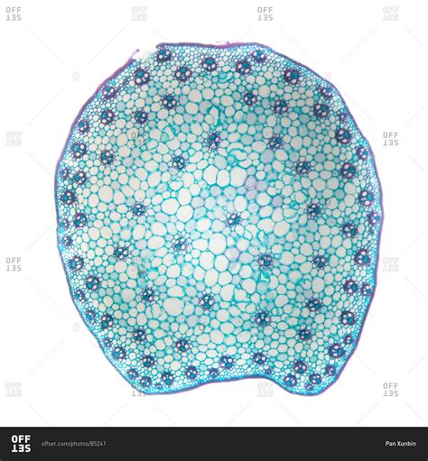 Monocot Stem Cross Section