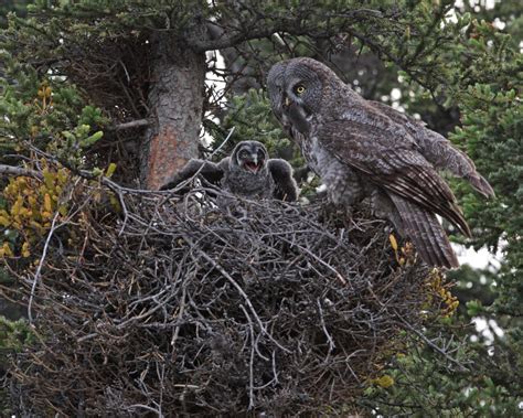 The Magnificent Great Gray Owl | Great Article! | birdingbnb.com