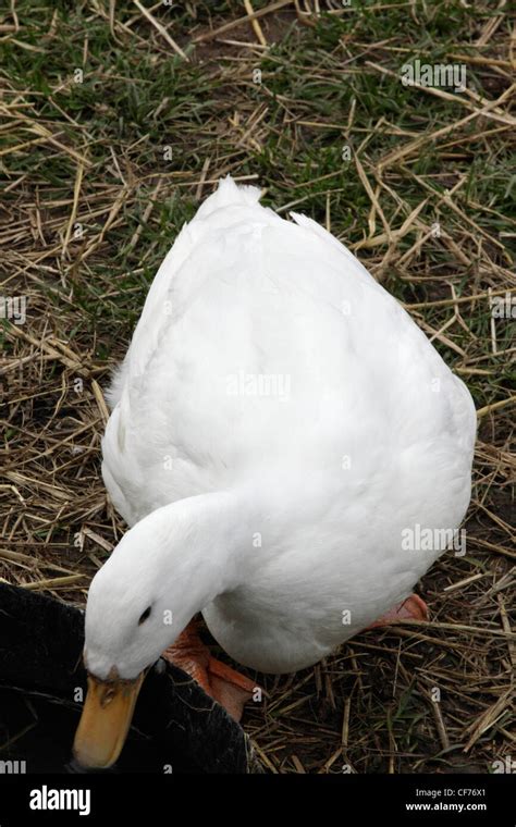 Aylesbury duck Stock Photo - Alamy