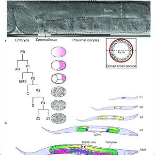 Overview of C. elegans development. a Differential interference ...