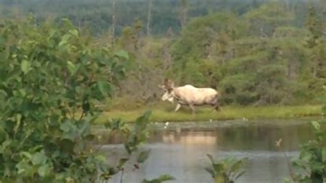 Blessed redeemer! Check out this now-viral piebald moose video | CBC News