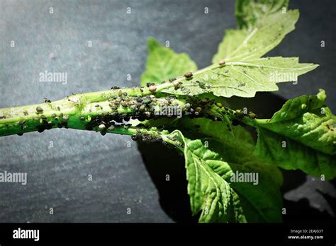 Blackfly spray hi-res stock photography and images - Alamy