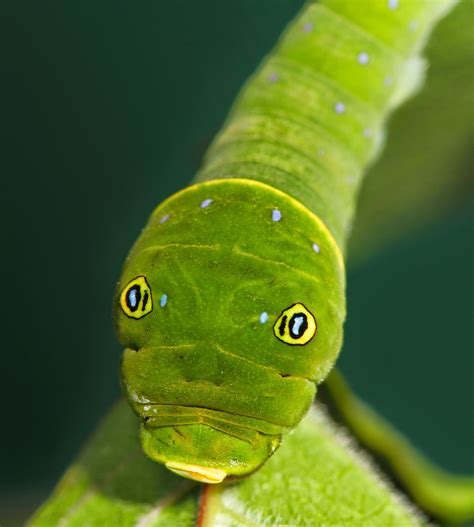 All of Nature: Tiger Swallowtail Butterfly Caterpillar