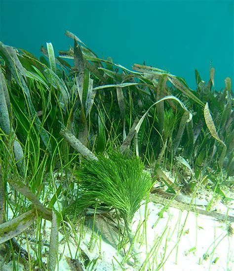 Integrative plant responses: How seagrasses adjust to light - Research ...