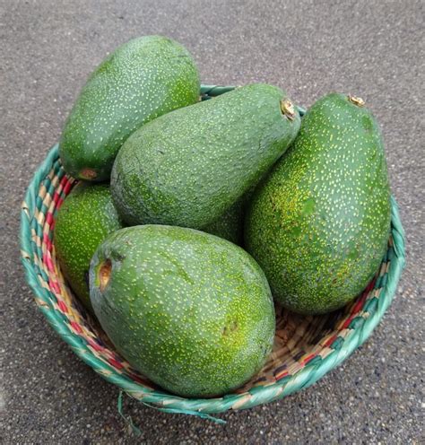 The Fuerte avocado tree: a profile - Greg Alder's Yard Posts: Southern California food gardening