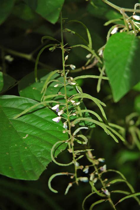 Desmodium (Fabaceae) image 31627 at PhytoImages.siu.edu