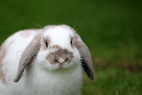 Lapin bélier, races, caractère, durée de vie, tout connaître sur lui ! - Mon lapin Nain