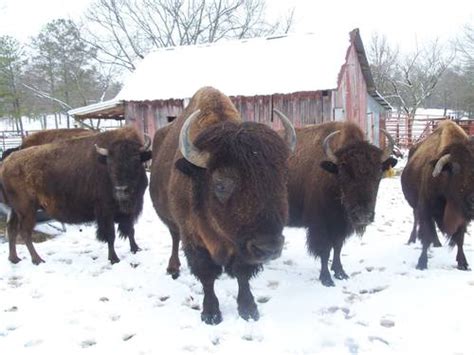 Boundary Line Bison Ranch - Piedmont - Alabama.travel